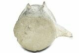 Fossil Whale Lumbar/Caudal Vertebra - Yorktown Formation #362076-1